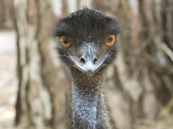 Perth Zoo uses HootSuite Perth Zoo uses HootSuite