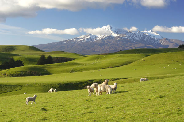 HootSuite launches New Zealand presence HootSuite launches New Zealand presence