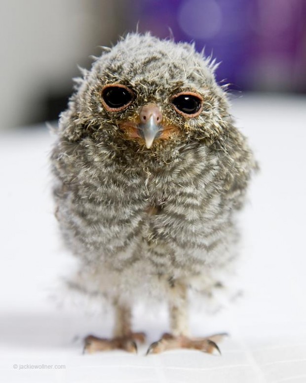 Flammulated Owly.