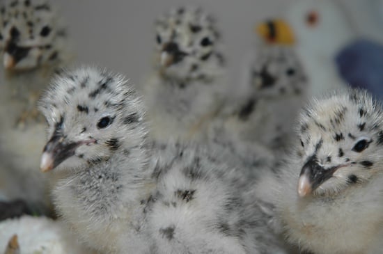 IBR-Western Gull chicks