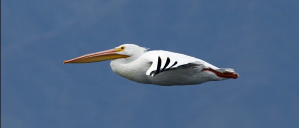 IBR-White Pelican