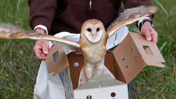 owly mydash