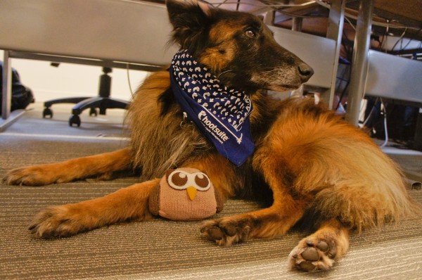hoot-dog-3