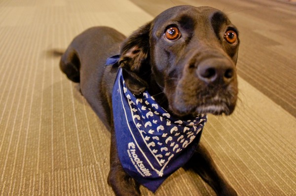 hoot-dog-4