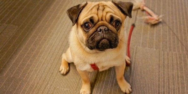 hootdog-monty-2