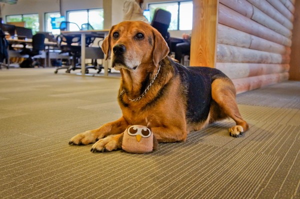 hootdog-mika