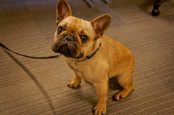 hootdog-louis