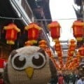 owly-china-feature