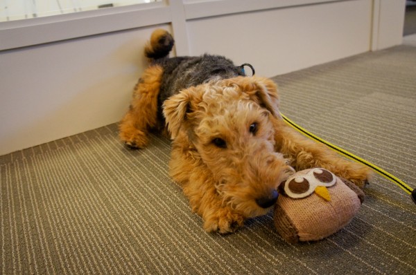 hootdog-kobe-owly