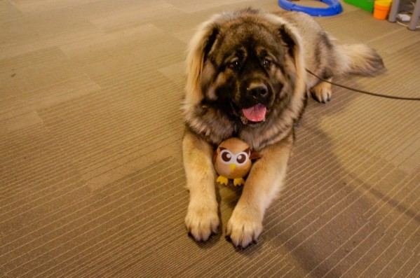 hootdog-tiger-owly