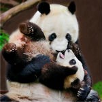 pandas 150