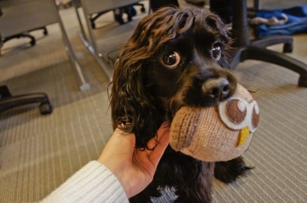 HootDogs, Volume 1 - Hudson