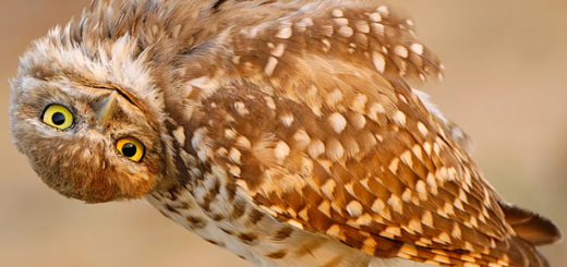 The New Web Owl Owl getting twisted