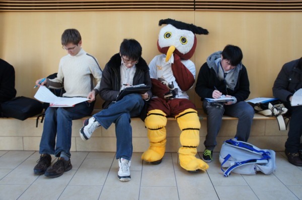 Owly hard at work