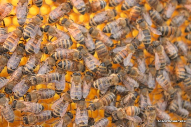 bees