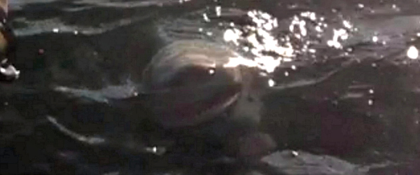 Lake Ontario Shark