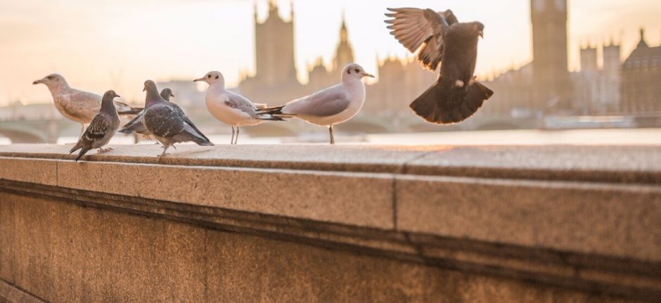 Top Twitter Demographics That Matter to Social Media Marketers | Hootsuite Blog