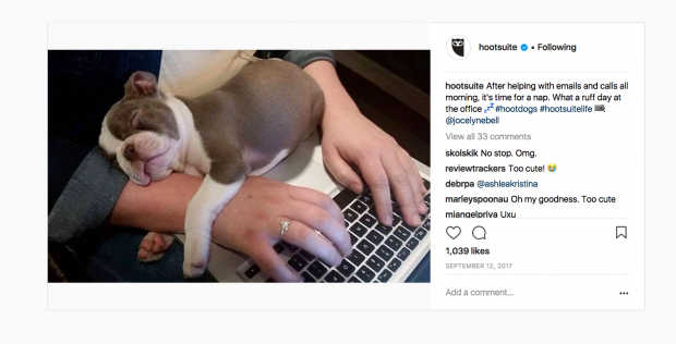 Screenshot of an Instagram post featuring a puppy asleep at a desk | Hootsuite Blog