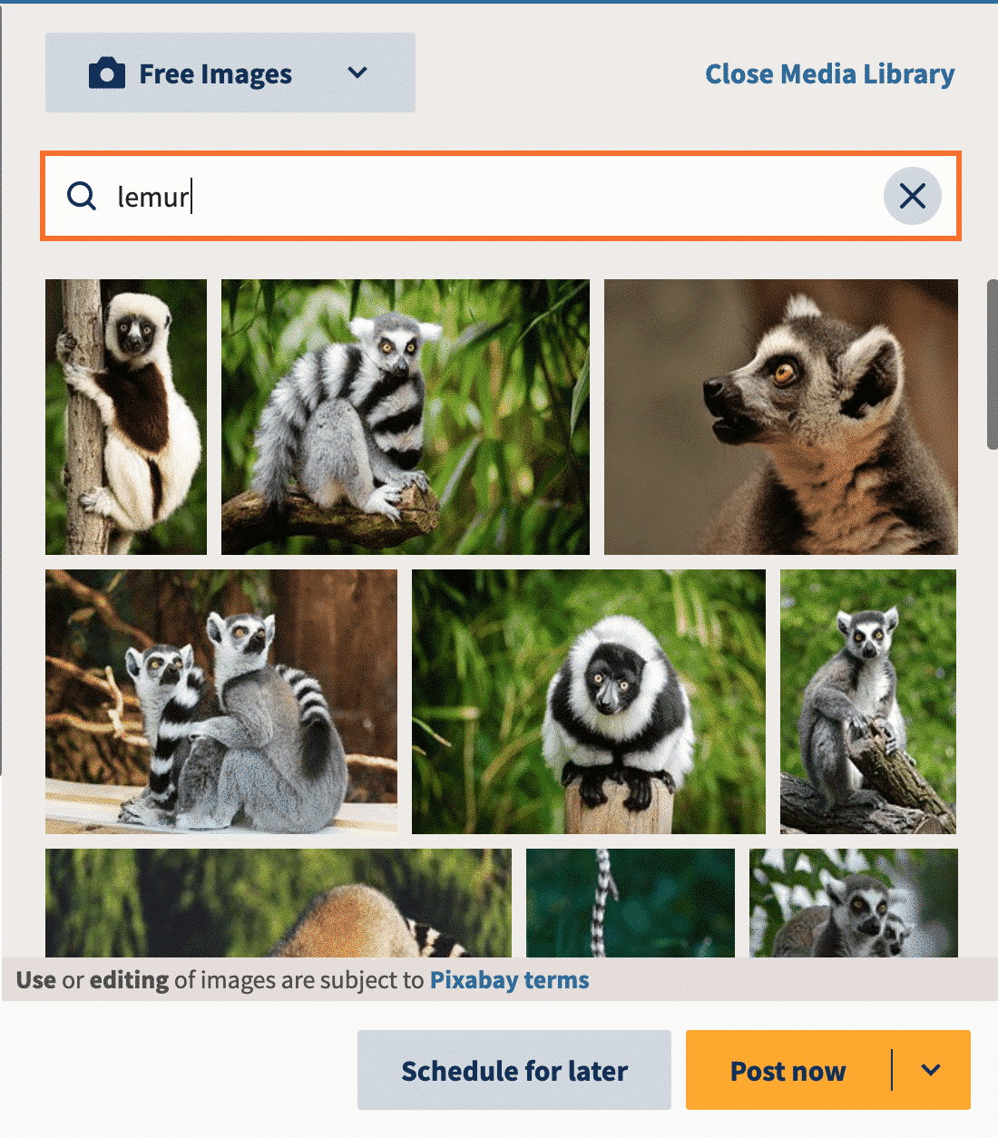 Bilder von Lemuren aus der Hootsuite-Media-Bibliothek