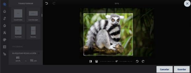 Close up de una fotografía de un lémur