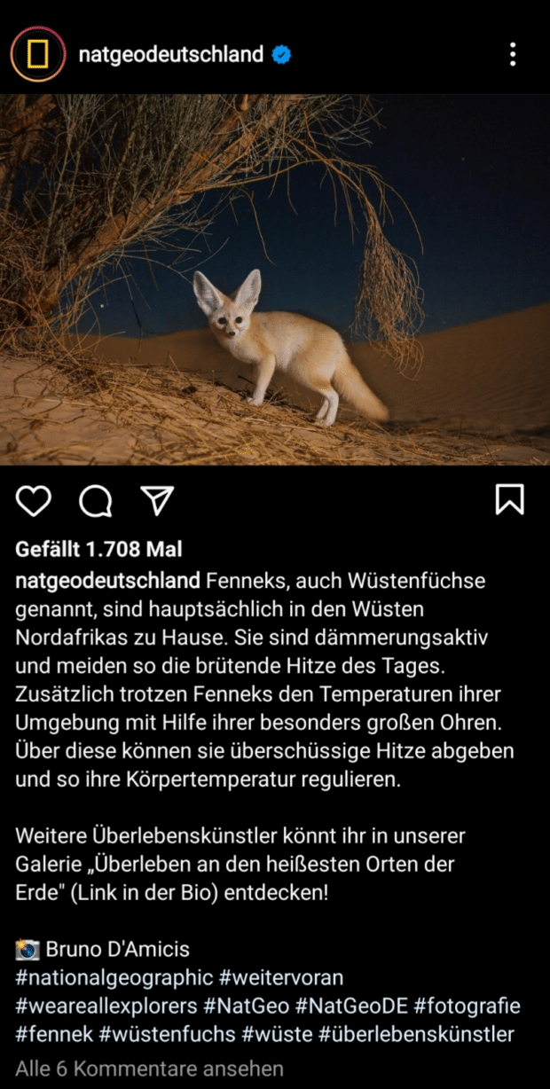 National Geographic Deutschland nutzt seine Instagram-Präsenz, um über Tiere wie die Fenneks alias Wüstenfüchse zu informieren.