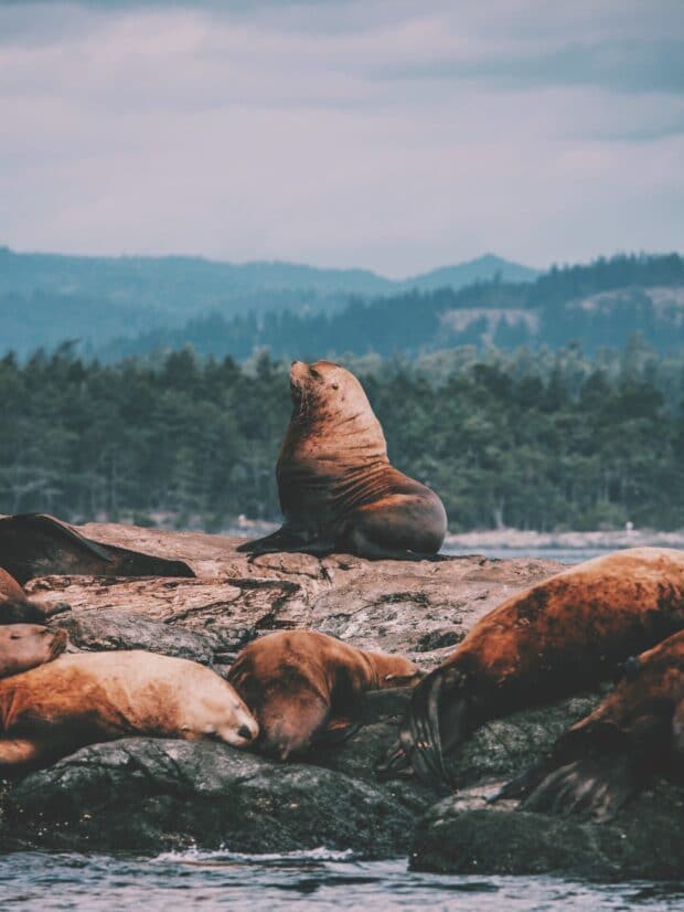 sea lions sitting on rocks in the ocean