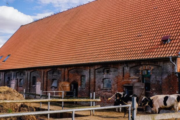 cowshed with pigeons on the roof