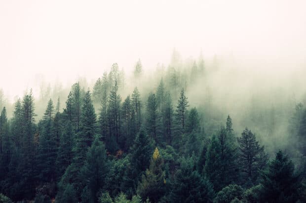 Foto de stock gratuita de árboles con niebla