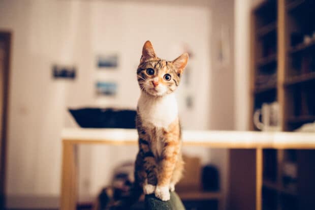 Gatito curioso sentado en el respaldo de una silla de oficina