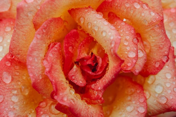 Acercamiento a una rosa con gotas de rocío