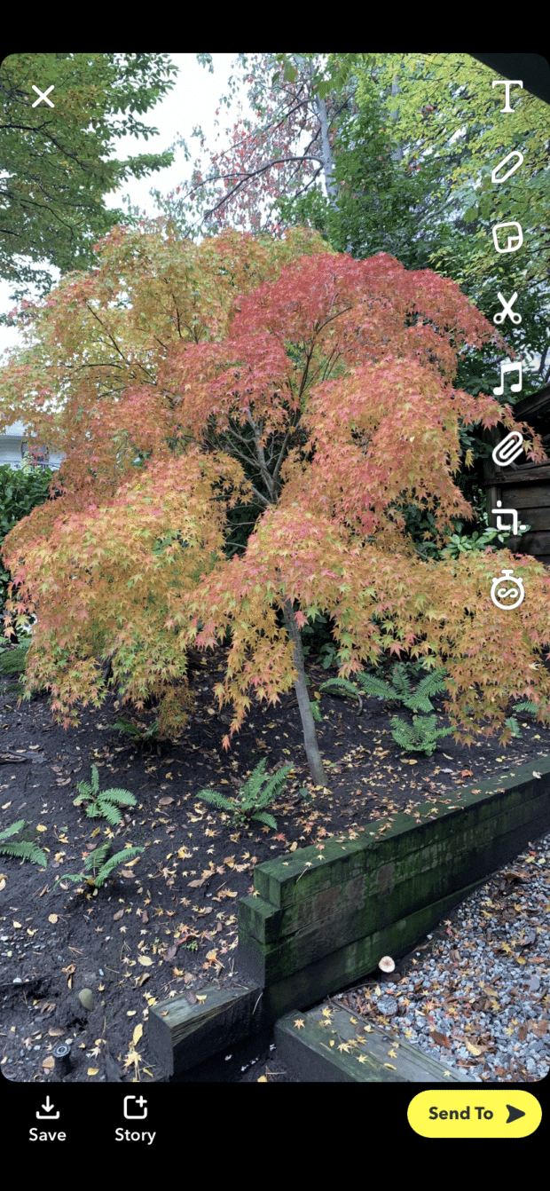 capture picture of autumn leaves