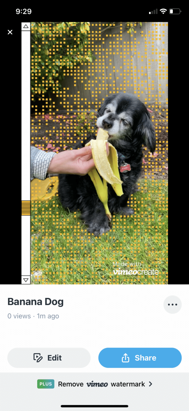 Vimeo Create banana dog