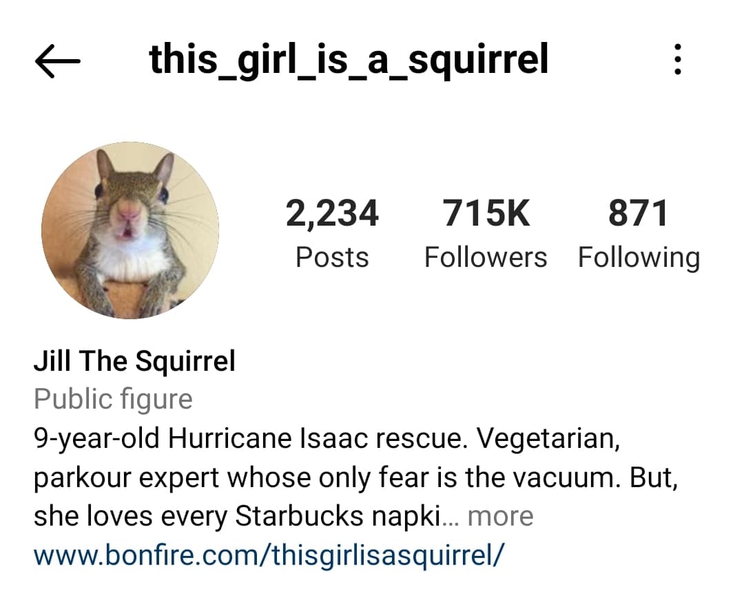 Perfil de Instagram de la ardilla influencer this_girls_is_a_squirrel