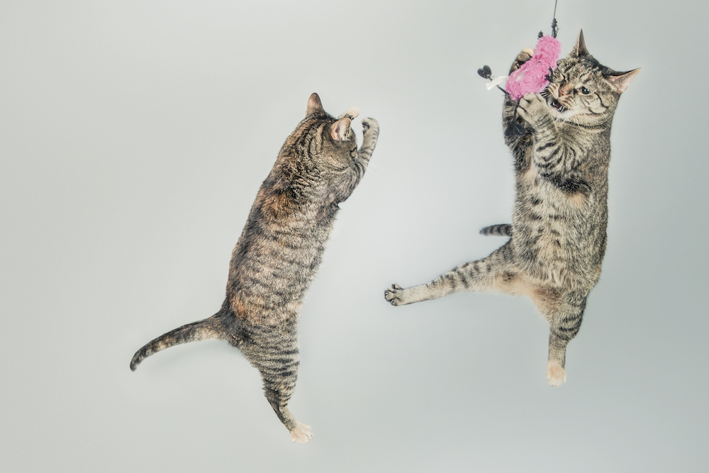 cats jumping