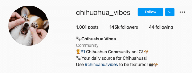 Chihuahua Vibes Instagram Bio