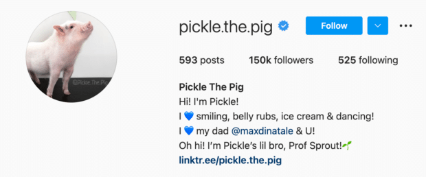 Instagram bio de "pickle the pig" que sustituye la palabra "amor" con el emoji de un corazón blu