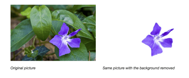 Flor con hojas en el fondo y fondo blanco.