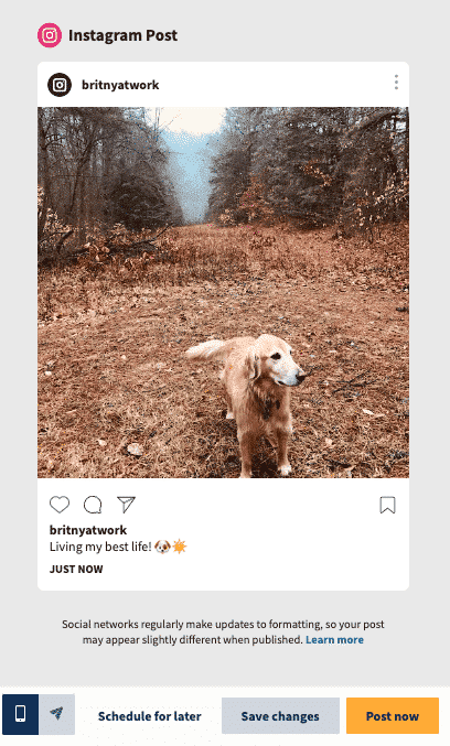 Instagram post from Golden Retriever living his best life