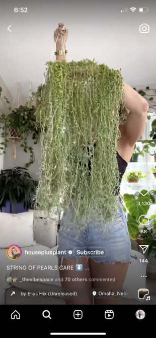 House Plus Plant String of Pearls plant care