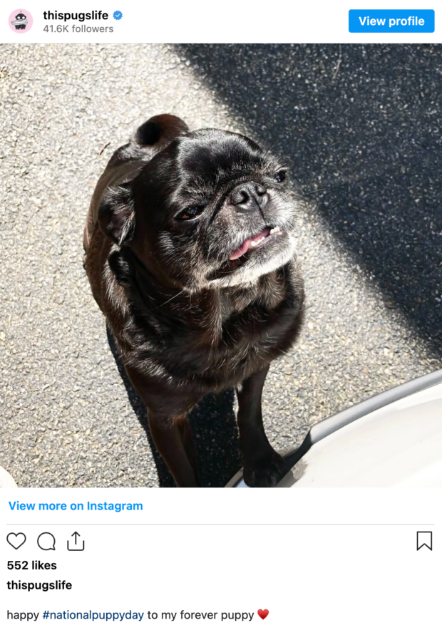 Instagram post from @thispugslife celebrating National Puppy Day