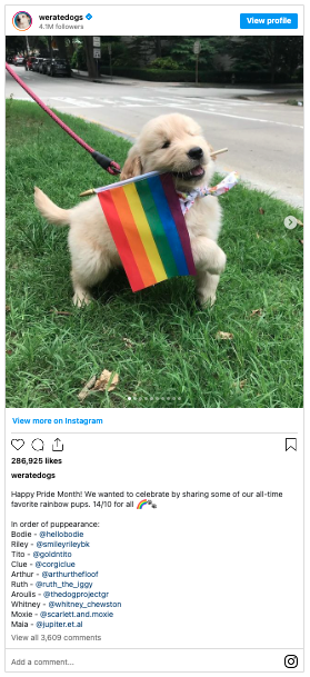 Instagram post from the account weratedogs showing a puppy holding a pride flag in its mouth