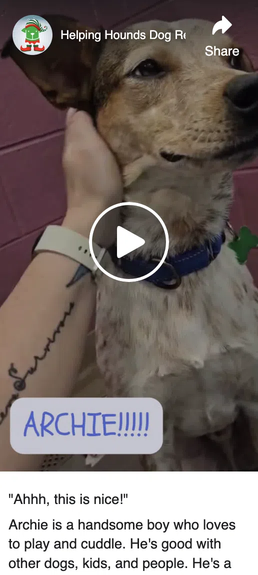 Facebook live broadcast from Helping Hounds Dog Rescue