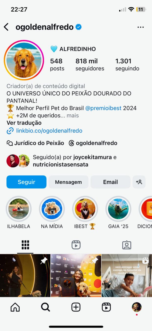 Conta do cachorro golden retriever @ogoldenalfredo
