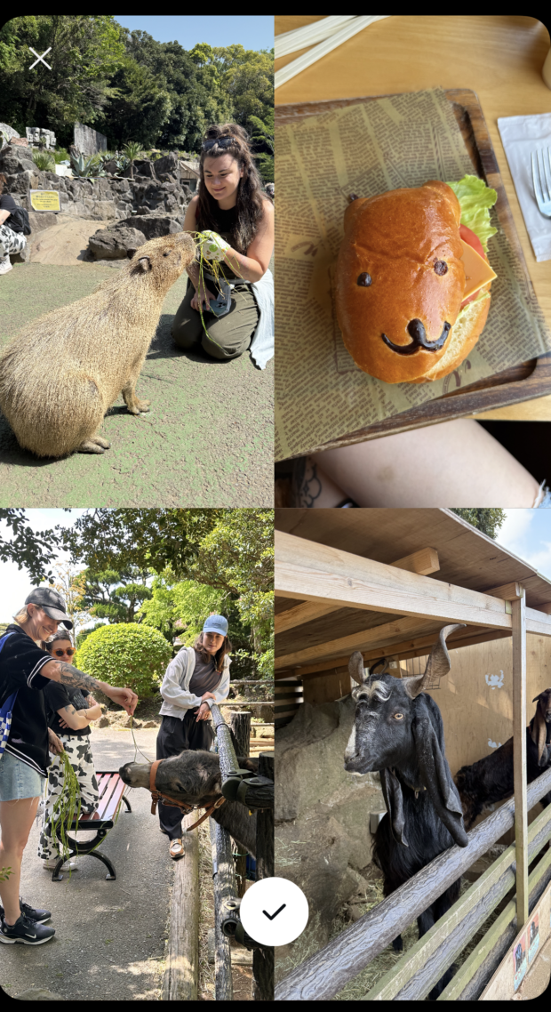 instagram story grid showing a variety of animals in a petting zoo, broken into a four block grid