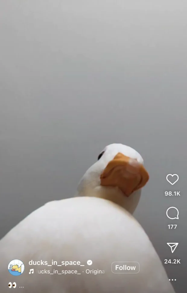 algoritmo Instagram reel loop