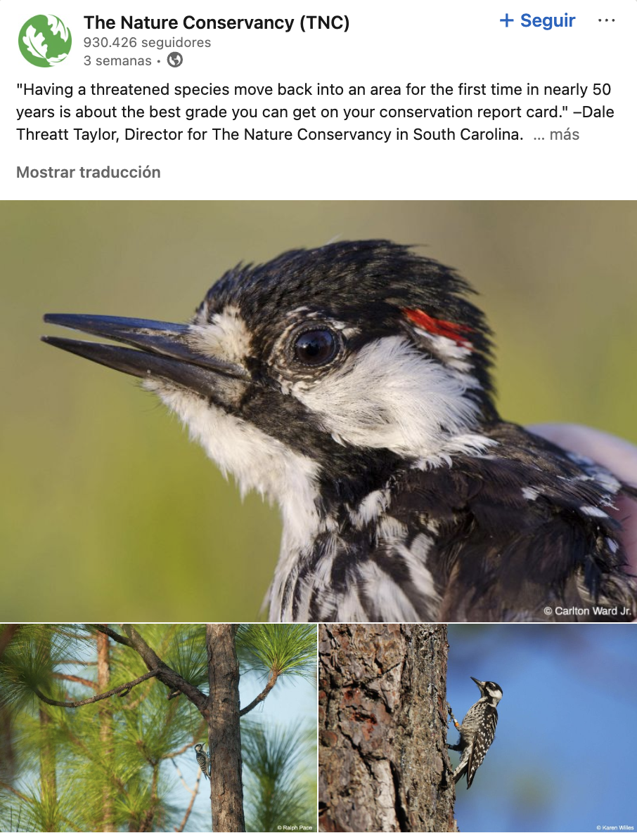 Fotos de aves en peligro de extinción en publicación de The Nature Conservancy en LinkedIn