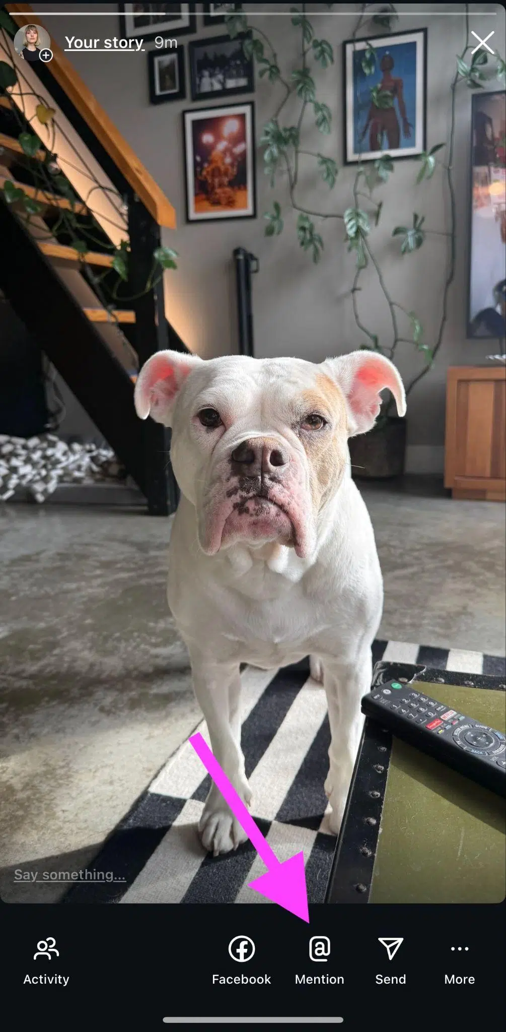 instagram story of a large white bulldog and a pink arrow pointing to the mention button at the bottom of the screen