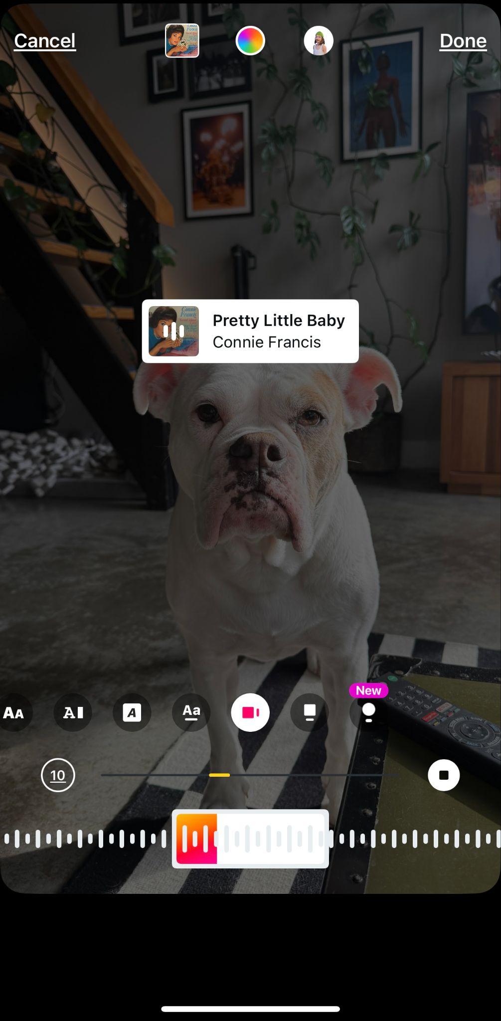 instagram story of a large white bulldog with an instagram music sticker overtop that shows the song pretty little baby by connie francis