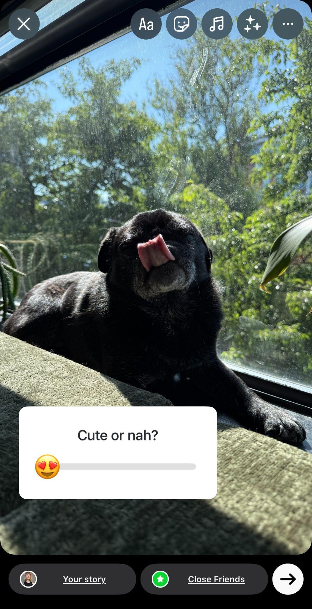 instagram story of a small black pug sitting in a window licking the air with an emoji slider over top that says "cute or nah" with a heart eye emoji